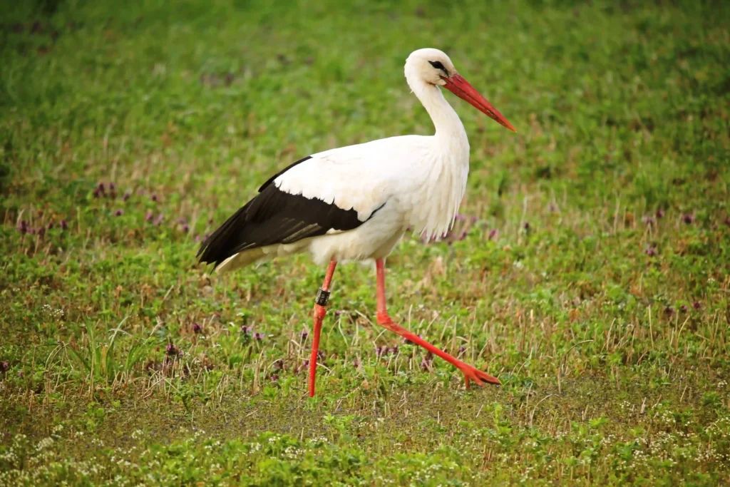 burung bangau yang angkuh